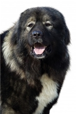 Caucasian Shepherd Dog (Kavkazskaďa Ovtcharka)