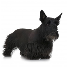 Scottish Terrier (Aberdeen Terrier)