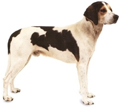 Kerry Beagle (Pocadan)