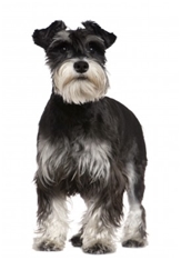 Miniature Schnauzer (Zwergschnauzer)