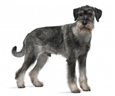 Schnauzer (Standard Schnauzer)