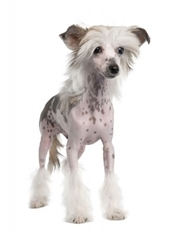 Chinese Crested - Hairless