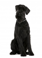 Giant Schnauzer