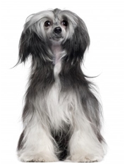 Chinese Crested - Powderpuff