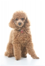 Miniature Poodle (Caniche)
