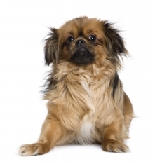 Tibetan Spaniel