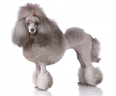 Medium poodle (Caniche)