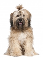 Tibetan Terrier