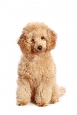 Toy Poodle (Caniche)