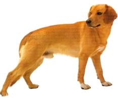 Tyrolean Hound (Tiroler Bracke)