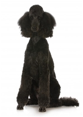 Standard Poodle (Caniche) (Barbone)
