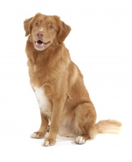 Nova Scotia Duck Tolling Retriever (Toller)