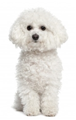 Bichon Frise