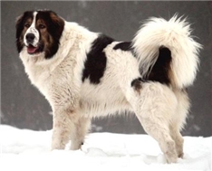 Bosnian and Herzegovinian-Croatian Shepherd Dog, Tornjak