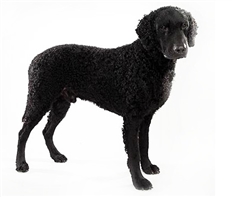 Curly-Coated Retriever