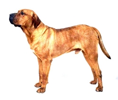 Tosa Inu (Tosa) (Tosa Fighting Dog)