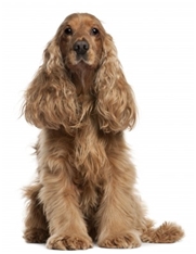 English Cocker Spaniel