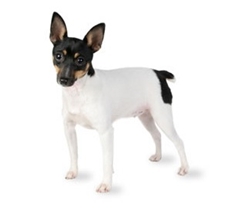 Toy Fox Terrier (American Toy Terrier) (Amertoy)