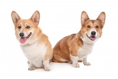 Cardigan Welsh Corgi