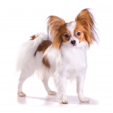 Papillon (Continental Toy Spaniel)
