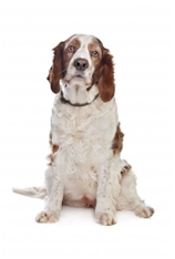 Welsh Springer Spaniel