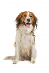 Kooikerhondje (Kooiker Dog/Hound) (Small Dutch Waterfowl Dog)