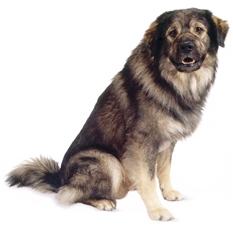 Karst Shepherd Dog (Istrian Sheepdog)