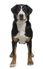 Great Swiss Mountain Dog (Grosser Schweizer Sennenhund)