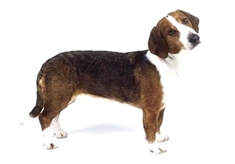 Westphalian Dachsbracke (Westfälische Dachsbracke)