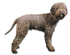 Lagotto Romagnolo (Romagna Water Dog)