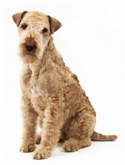 Lakeland Terrier