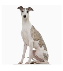 Whippet