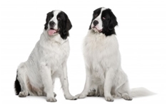 Landseer (Landseer Newfoundland)
