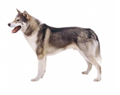 East Siberian Laika (Vostotchno-Sibirskaia Laika)