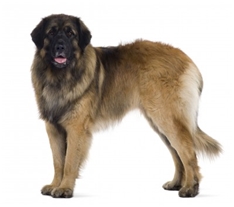 Leonberger