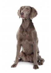 Weimaraner - longcoated