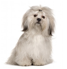 Lhasa Apso