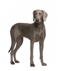 Weimaraner - shortcoated