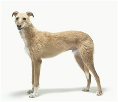 Lurcher