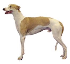 Hungarian Greyhound (Magyar Agar)
