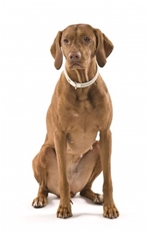 Vizsla (Hungarian Short-haired Pointing Dog) (Rövidszörü Magyar Vizsla)
