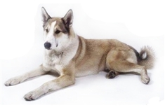 West Siberian Laika ( Zapadno-Sibirskaďa Laďka)