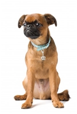 Petit Brabançon (Brussels Griffon)