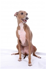 Italian Greyhound