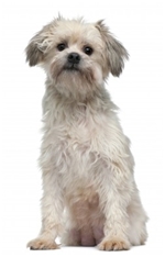 Lowchen (Little Lion Dog) (Petit chien lion)
