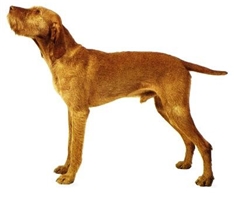 Hungarian Wire-haired Pointing Dog (Drotzörü Magyar Vizsla)