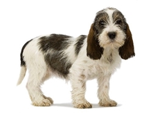 Petit Basset Griffon Vendeen