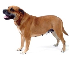 Mallorca Mastiff (Ca de Bou) (Perro Dogo Mallorquín)
