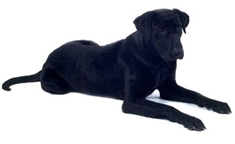 Majorca Shepherd Dog (Perro de Pastor Mallorquín) (Ca de Bestiar)