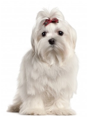 Maltese